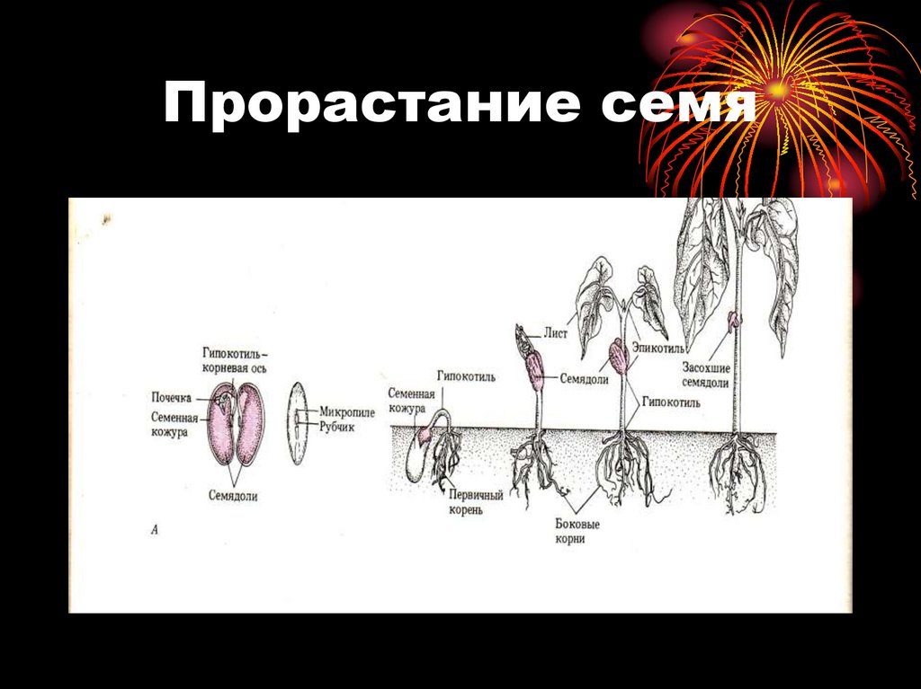 Гипокотиль у растений