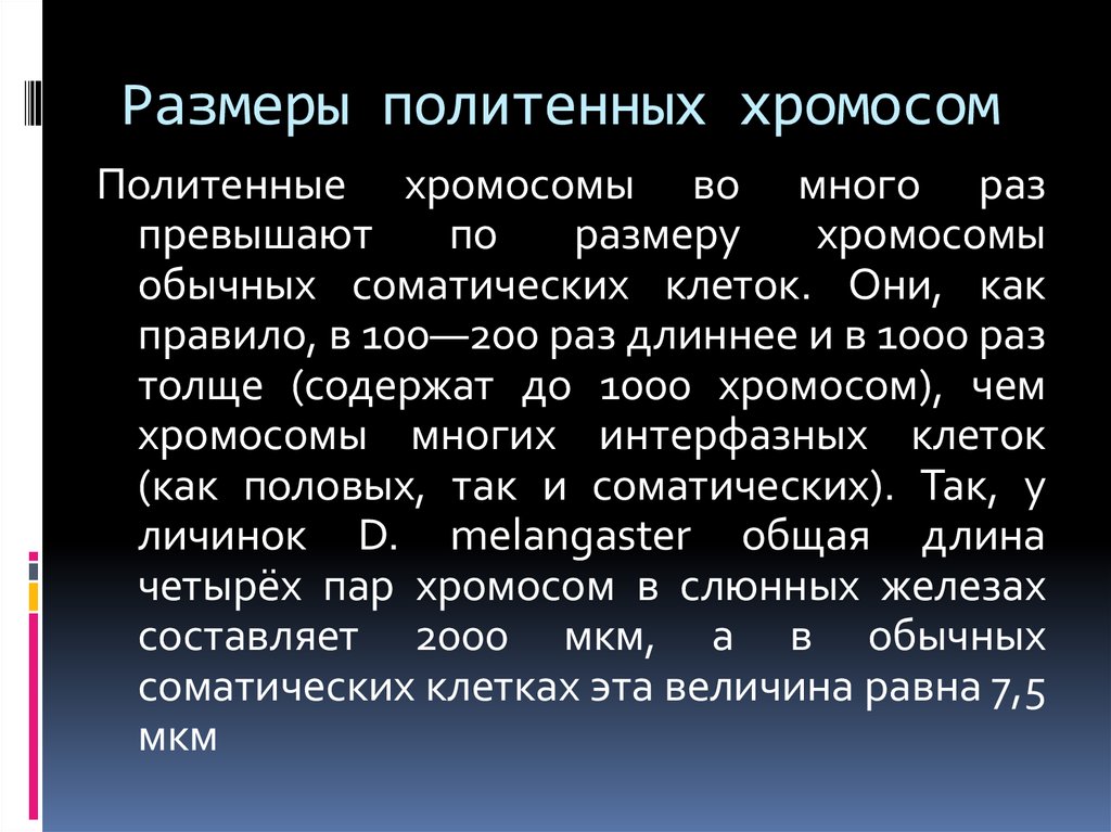 Размеры политенных хромосом