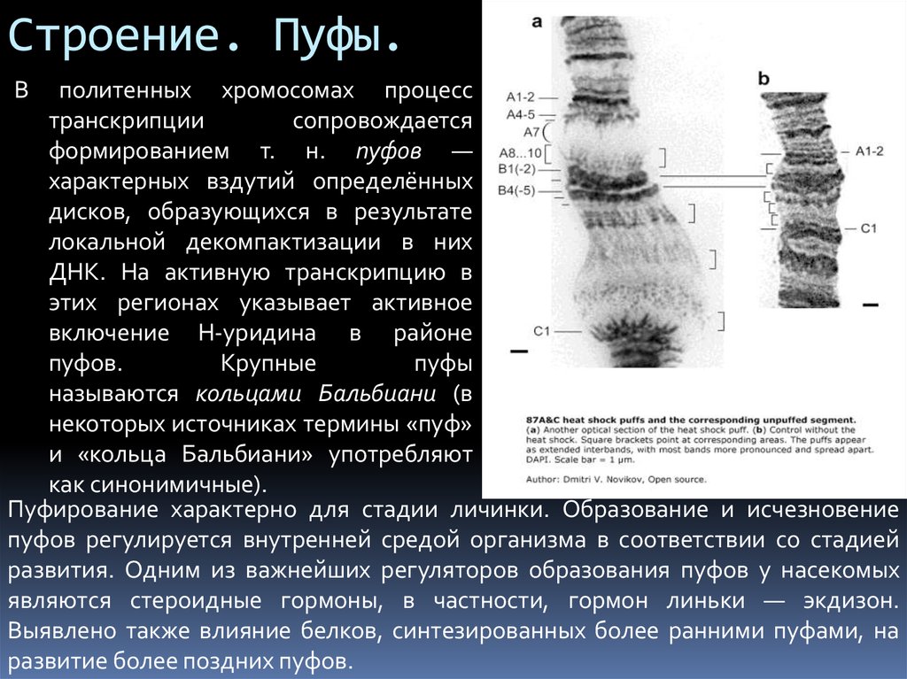 Пуфы политенной хромосомы