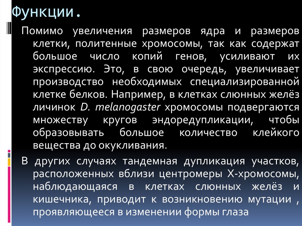 Политенные хромосомы - презентация онлайн