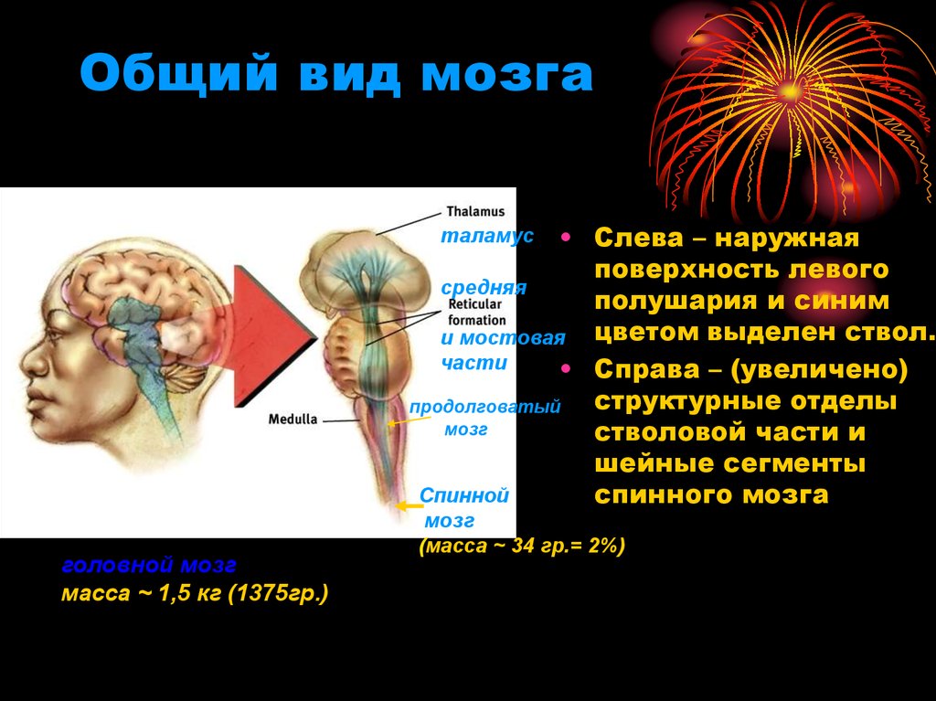 Виды мозга. ЦНС анатомия ppt. Отдел мозга слева. Презентация по ЦНС. Виды мозгов.