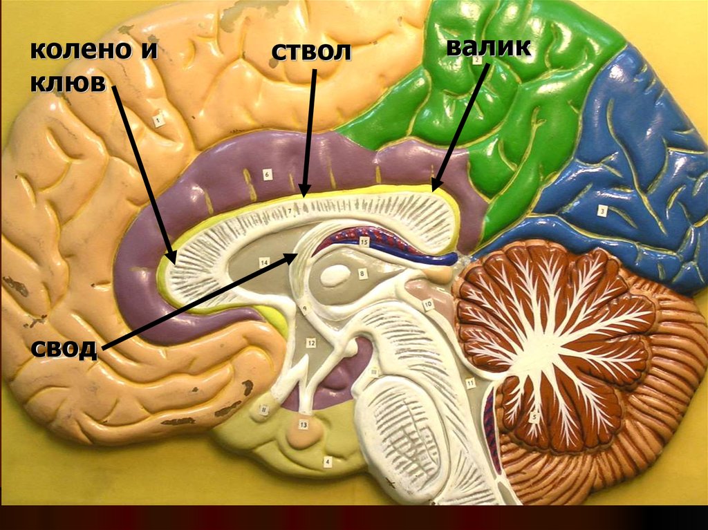 Функции головного мозга в нервной системе. ЦНС анатомия. Анатомия ЦНС для психологов. Подушка ЦНС. ЦНС планшетки анатомия.