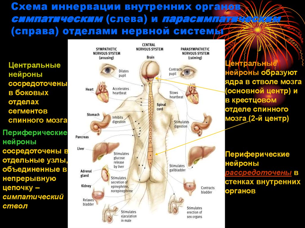 Иннервируемые органы соматической нервной. Симпатическая нервная система грудной отдел позвоночника. Вегетативная нервная система схема спинного мозга. Вегетативной нервной системы, иннервируемые органы. Схема симпатической иннервации.