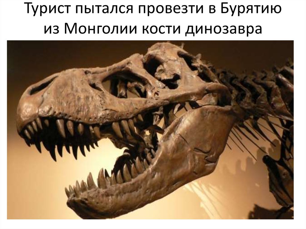 Турист пытался провезти в Бурятию из Монголии кости динозавра