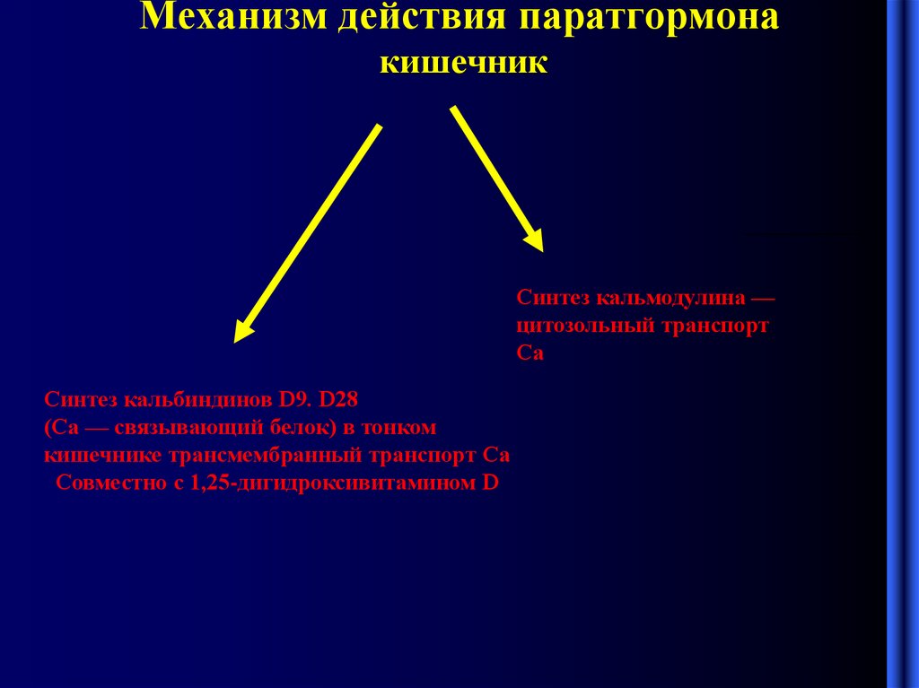 Механизм паратгормона