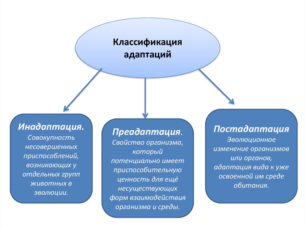 Схема классификации адаптаций