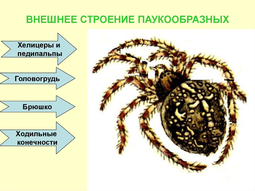 Паук относится к паукообразным. Класс паукообразные строение паука. Паукообразные 7 класс биология строение паука. Внешнее строение паука 7 класс биология. Внешнее строение паукообразных 7 класс.