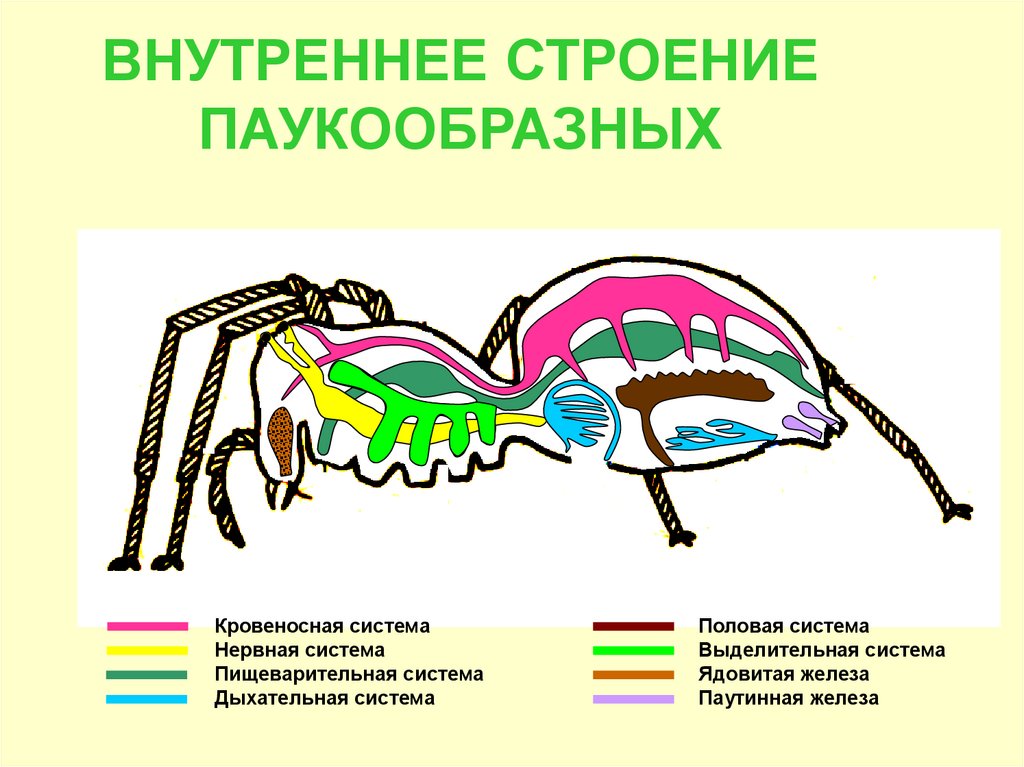 Установи соответствие между паукообразными и насекомыми