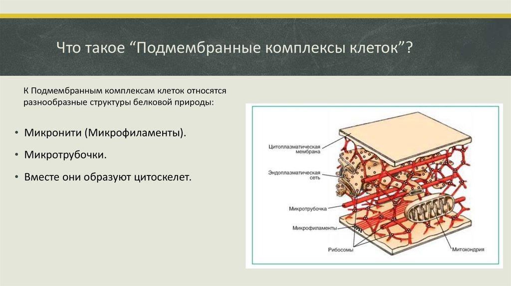 Что находится между слоями клеток. Подмембранный комплекс строение и функции. Под мембраный комплекс. Надмембранный комплекс эукариотической клетки строение. Подмембранные структуры.