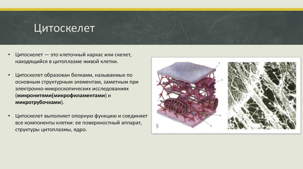 Цитоскелет строение и функции. Строение цитоскелета эпителиальных клеток. Подмембранный цитоскелет. Цитоскелет мембранный или нет. Строение цитоскелет краткое.