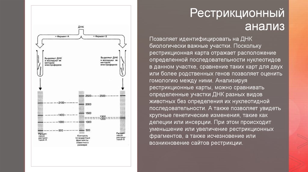 Рестрикционная карта хромосом