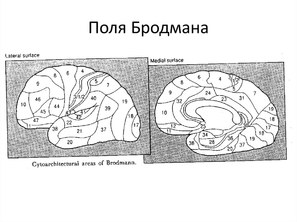 Карта бродмана с описанием полей