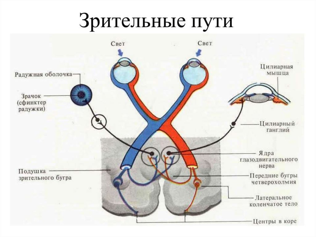 Схема отделов анализатора