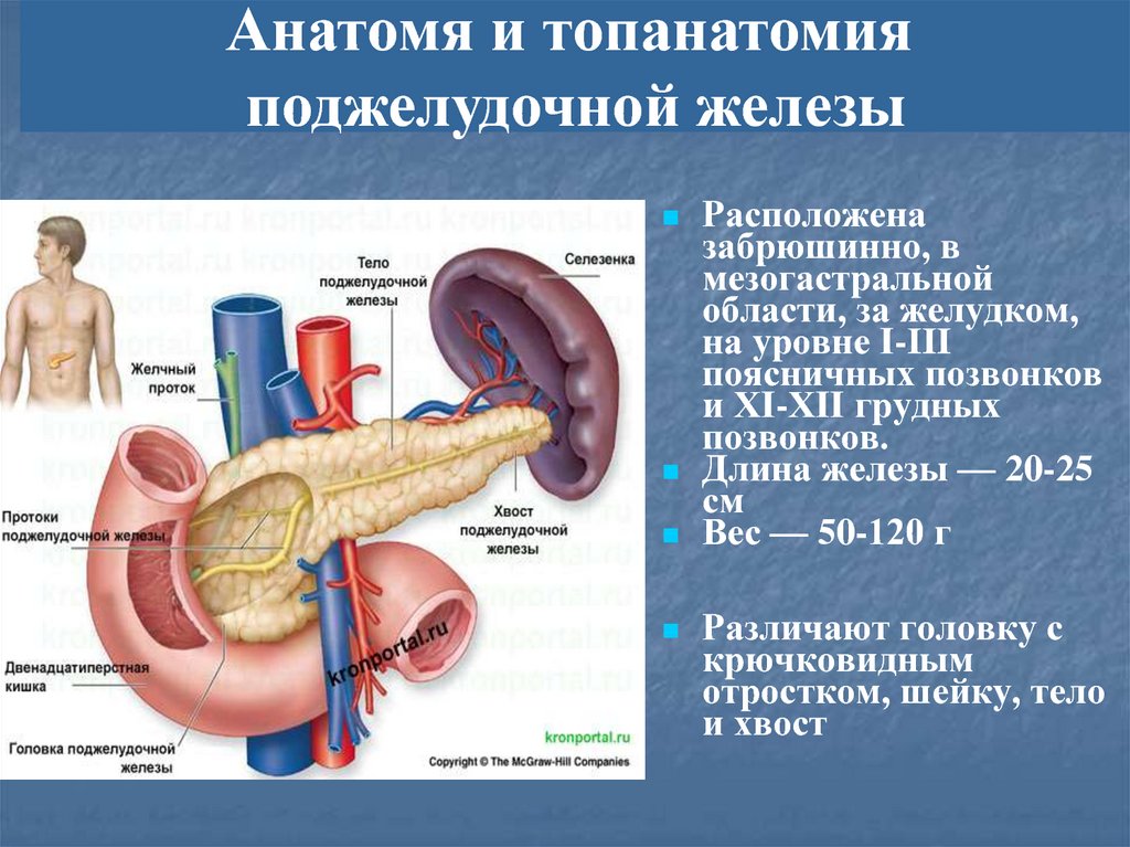 Вирсунгов проток это. Вирсунгов проток анатомия. Протоки поджелудочной железы. Проточки поджелудочной железы.