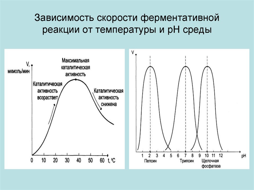 Изменение энергетической диаграммы реакции при участии фермента