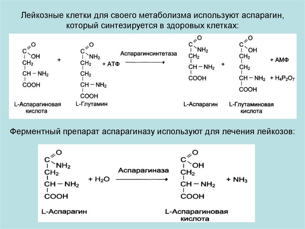 Реакция рида. Аспарагиназа реакция. Реакция синтеза аспарагина из аспартата. Аспарагиназа биохимия. Аспарагинсинтетаза реакция.