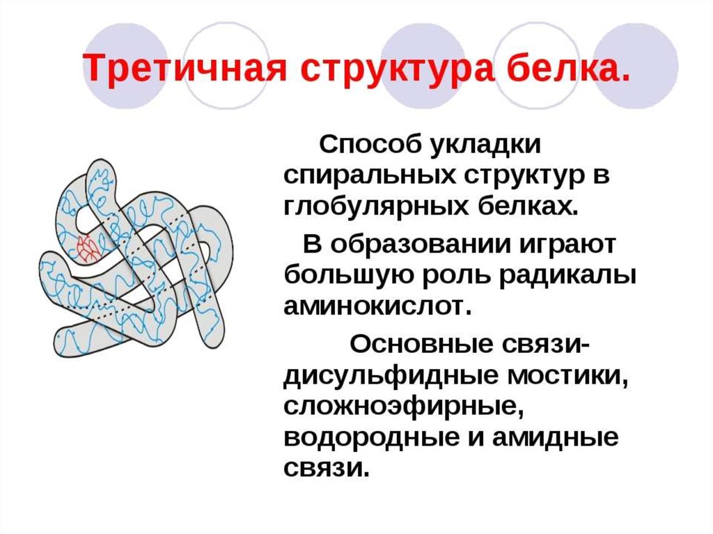 Третичная структура белка. Третичная глобулярная структура белка. Строение белков третичная структура. Третичная структура белка строение.