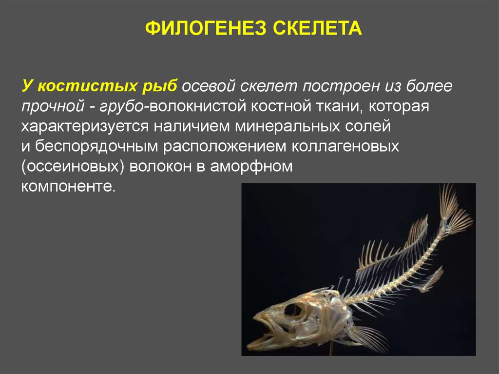 Осевой скелет рыб. Филогенез осевого скелета. Амфибии осевого скелета рыбы. Скелет костистой рыбы. Наружный скелет представители