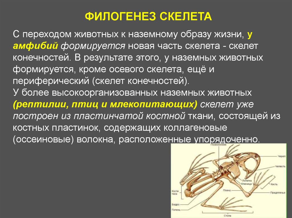 Филогенез животных. Филогенез. Филогенез скелета. Филогенез скелета конечностей. Филогенез человека кратко.