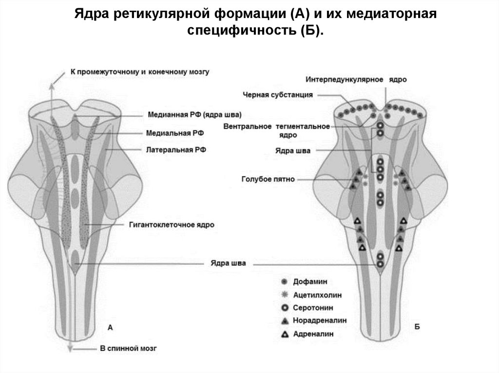 Ядра б. Ядра ретикулярной формации ствола головного мозга. Ядра ретикулярной формации функции. Ядра ретикулярной формации продолговатого мозга. Гигантоклеточное ядро ретикулярной формации.