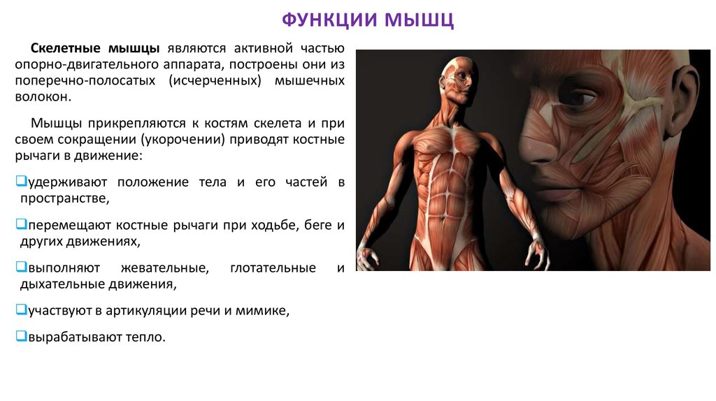 Назовите функции мышц. Функции мышц. Функции мышц человека. Функции мышц в организме человека. Роль скелетных мышц.