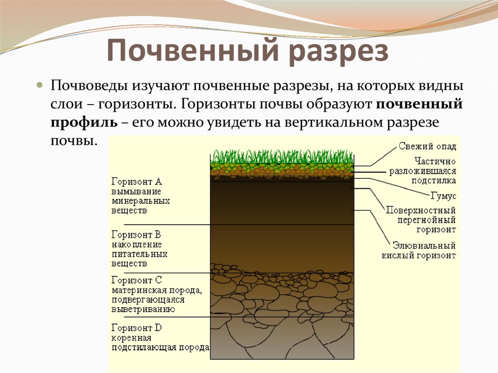 Установите последовательность образования почвы. Схема заложения почвенного разреза. Схема закладки почвенного разреза. Схематические почвенные разрезы. Почвенный профиль Горизонт вымывания.