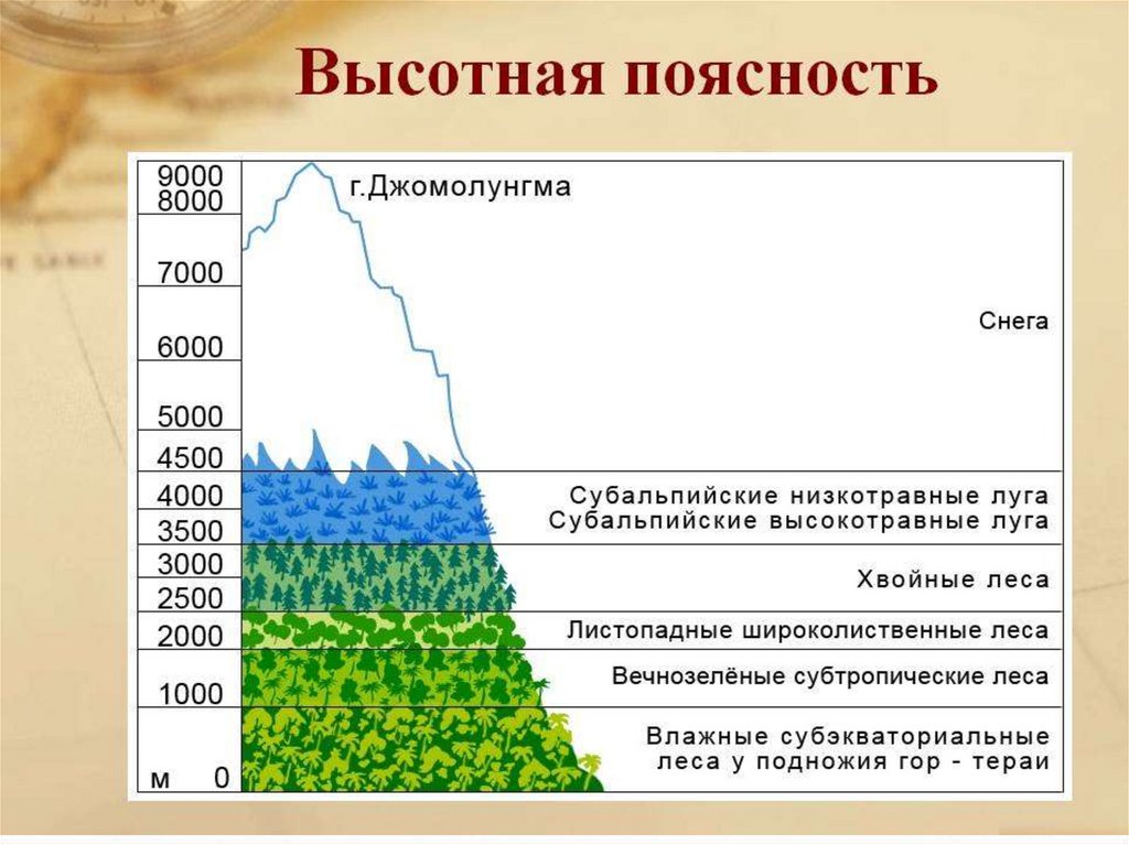 Схема высотных поясов в горах