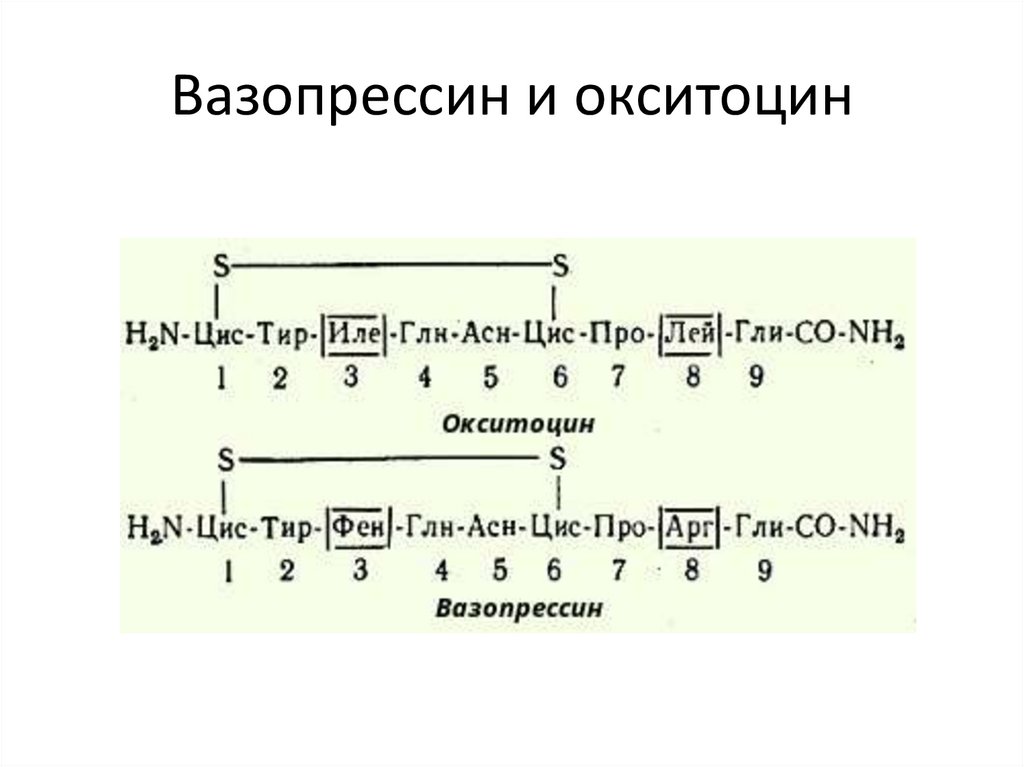 Окситоцин вазопрессин адреналин