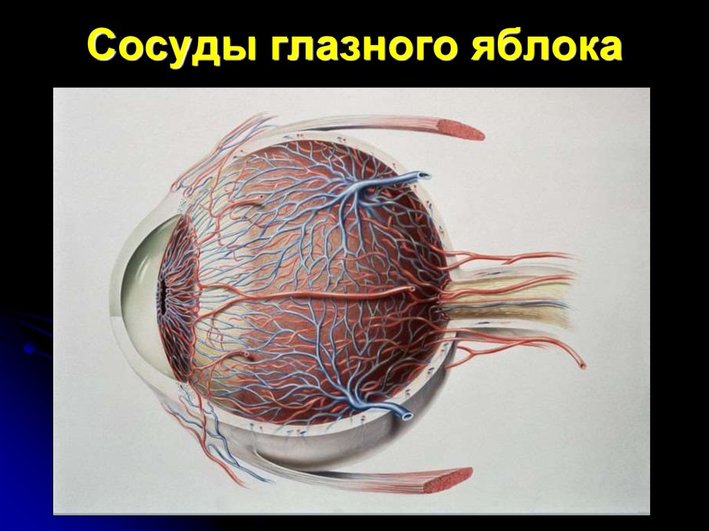 Сетчатка а в 2 3. Кровоснабжение сосудистой оболочки глаза. Сосудистая оболочка глаза хориоидея. Хориоидея анатомия.