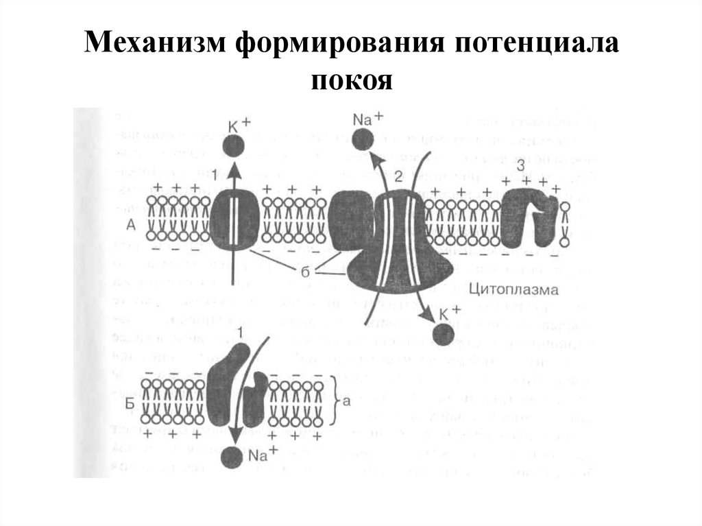 Потенциал механизм. Механизмы формирования мембранного потенциала покоя. Механизм возникновения потенциала покоя физиология. Ионные механизмы формирования потенциала покоя. Механизм формирования потенциала покоя клетки анатомия.