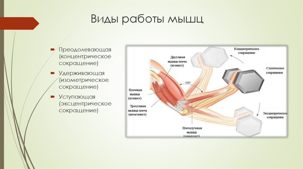 Режимы работы мышц. Виды работы мышц. Уступающий вид работы мышц. Режим и виды работы мышц. Виды динамической работы мышц.