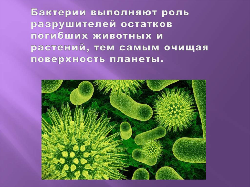 Роль бактерий разрушителей. Доклад о бактериях. Бактерии презентация. Бактерии проект. Доклад по бактериям.