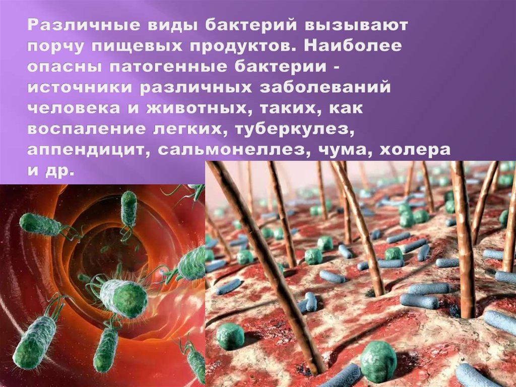 Микроорганизмы способные вызывать заболевания. Болезнетворные бактерии в организме человека. Опасные бактерии. Болезни человека вызываемые бактериями. Сообщение на тему бактериальные заболевания.