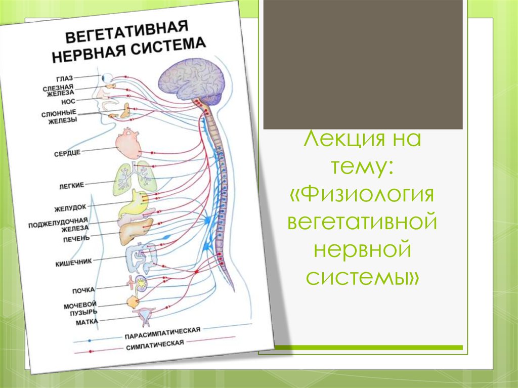 Вегетативные связи. Вегетативная нервная система. Вегетативные наервная система. Вегетативная нервная система физиология. Вегетативная нервная система лекция.
