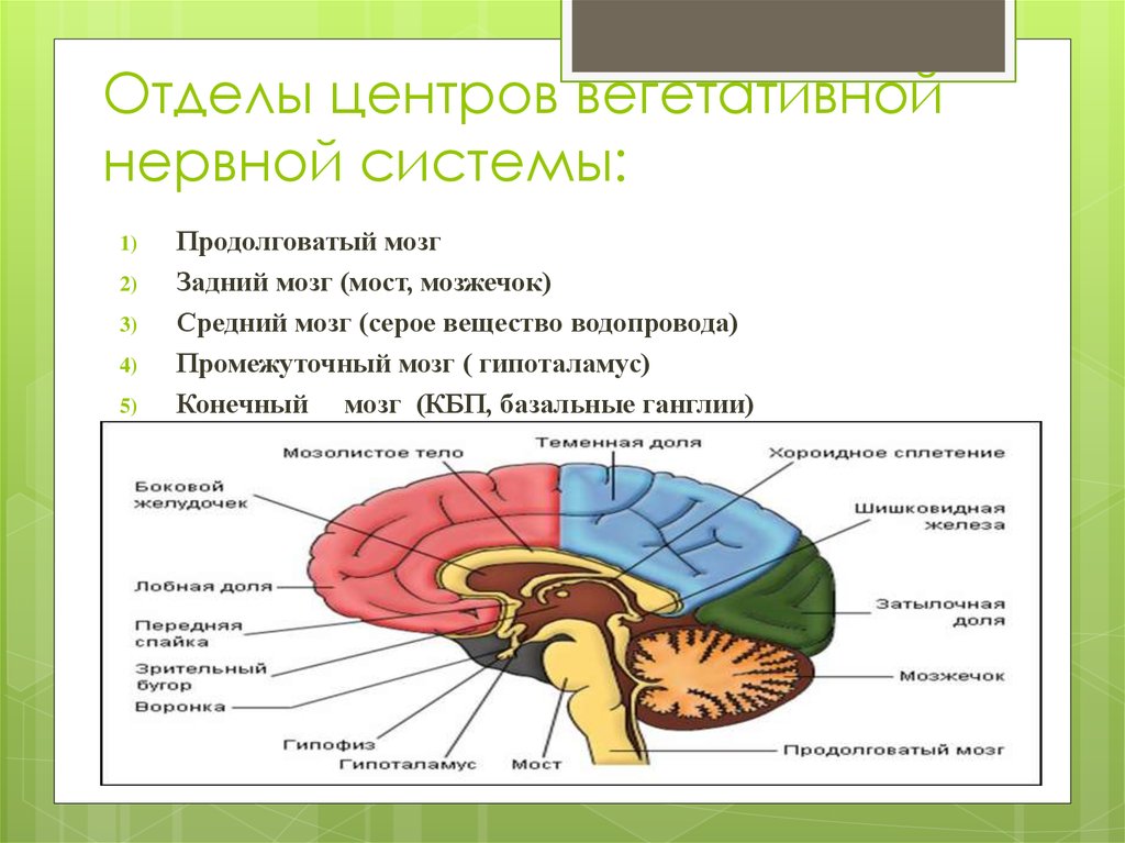 Тест мозжечок. Нервная система промежуточный мозг. Центры нервной системы. Вегетативный отдел мозга. Вегетативные центры продолговатого мозга.