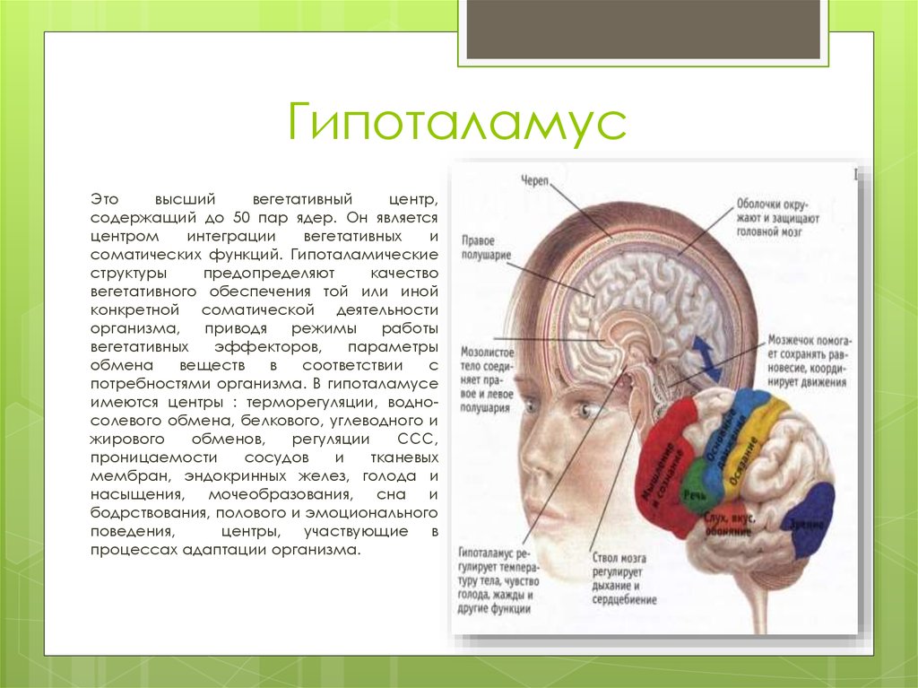 Вегетативные ядра содержат. Строение головного мозга гипоталамус. Гипоталамус функции кратко таблица. Гипоталамус Центральная нервная система. Гипоталамус за что отвечает.