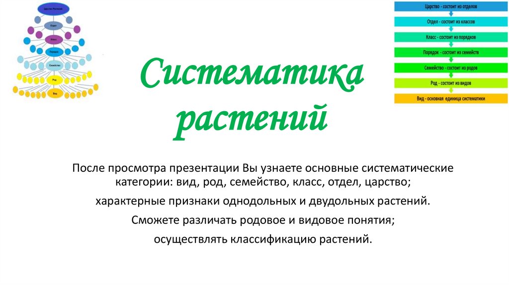 Презентация по биологии 6 класс систематика растений