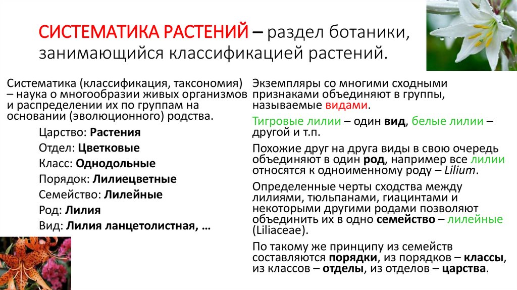 Разделы растений