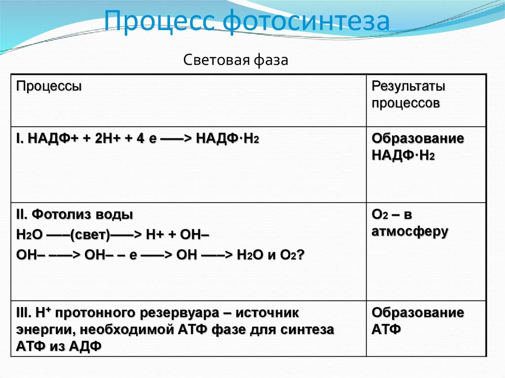 Установите последовательность процессов фотосинтеза