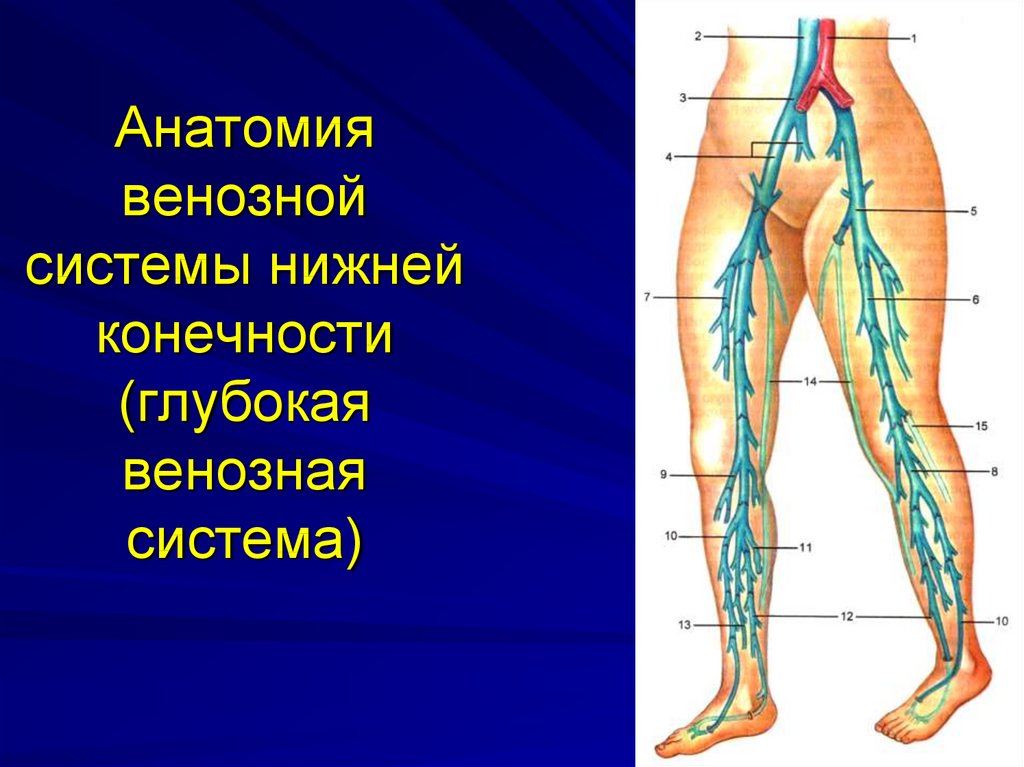 Анатомия вен ноги. Вены нижних конечностей схема. Суральные вены анатомия. Венозная система анатомия. Анатомия коммуникантные вены нижних конечностей.