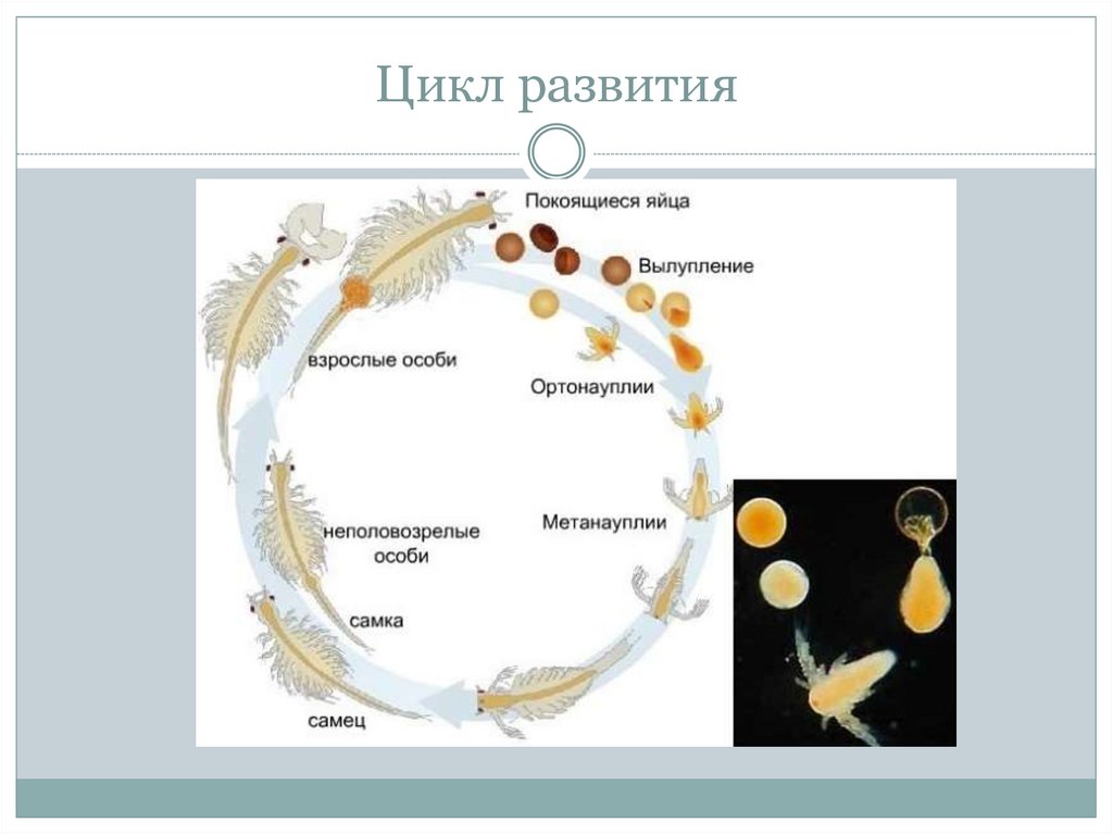 Стадии жизненного цикла цисты. Цикл развития артемии. Рачки артемии цикл развития. Жизненный цикл Рачков Артемия. Artemia Salina жизненный цикл.