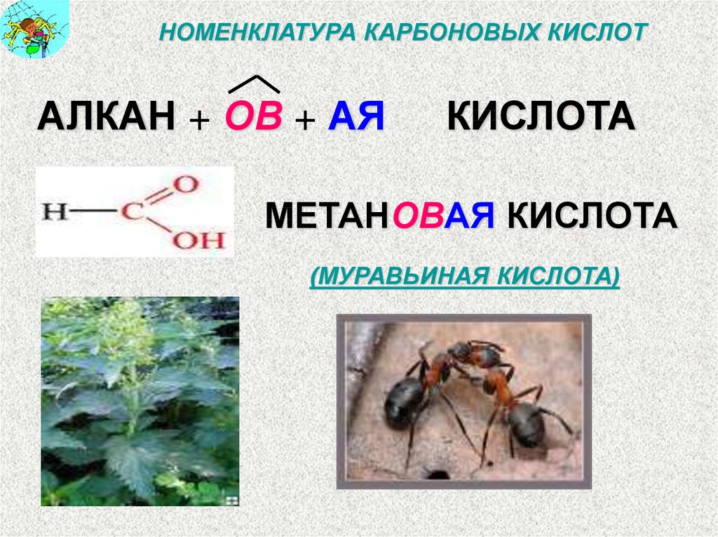 Муравьиная кислота какая группа. Номенклатура карбоновых кислот муравьиная. Метановая муравьиная кислота. Фенол и муравьиная кислота. Номенклатура карбоновых кислот.
