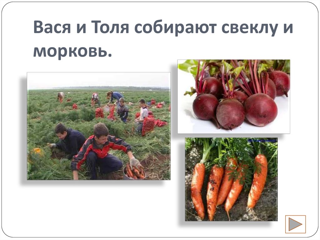 Вася и Толя собирают свеклу и морковь.