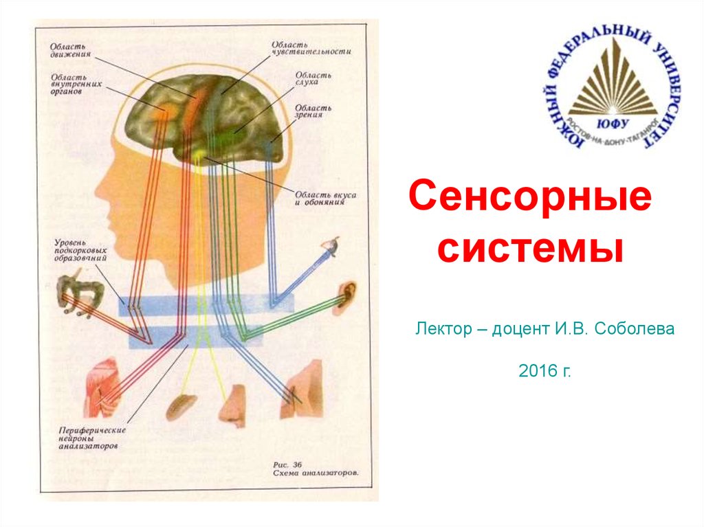 Сенсорная система картинки