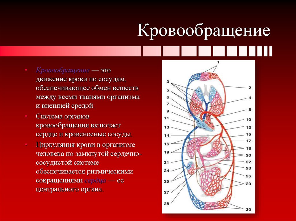 Сосудистая гемодинамика. Кровеносная система. Система кровообращения. Система органов кровообращения. Строение системы кровообращения.