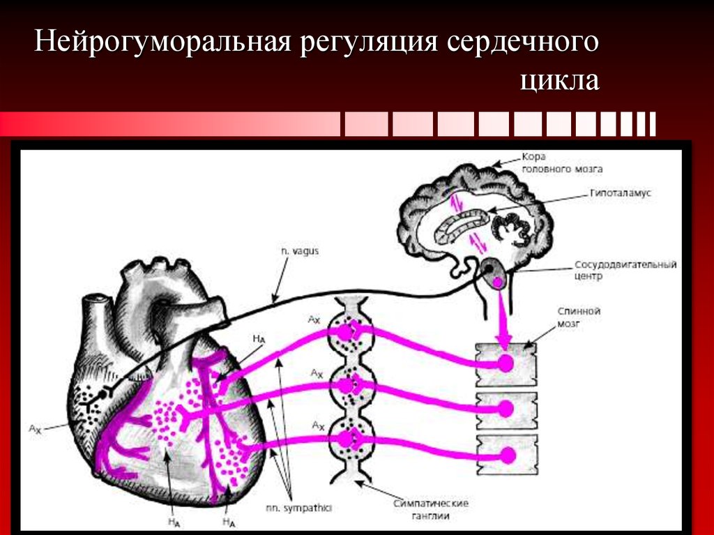 Схема нейрогуморальной регуляции