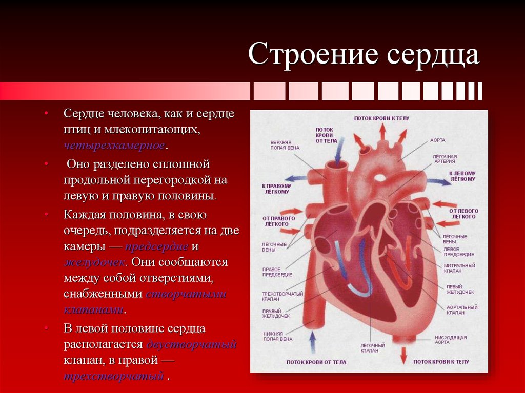 Как работает сердце схема