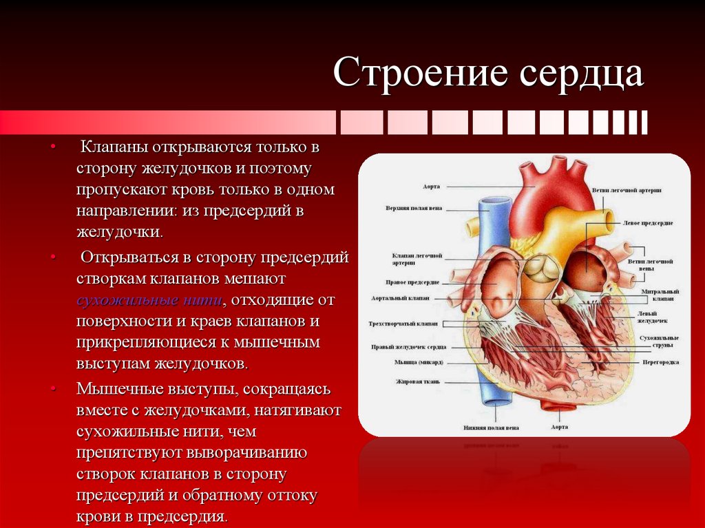 Какая кровь в предсердии. Функции предсердий желудочков и клапанов сердца. Сердце анатомия строение предсердия желудочки. Внутренне строение клапана сердца. Строение клапанов сосудов сердца.