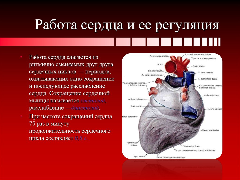 Сокращение мышц и работа сердца. Работа сердца. Сердце анатомия. Сердце работа сердца. Строение сердца человека.