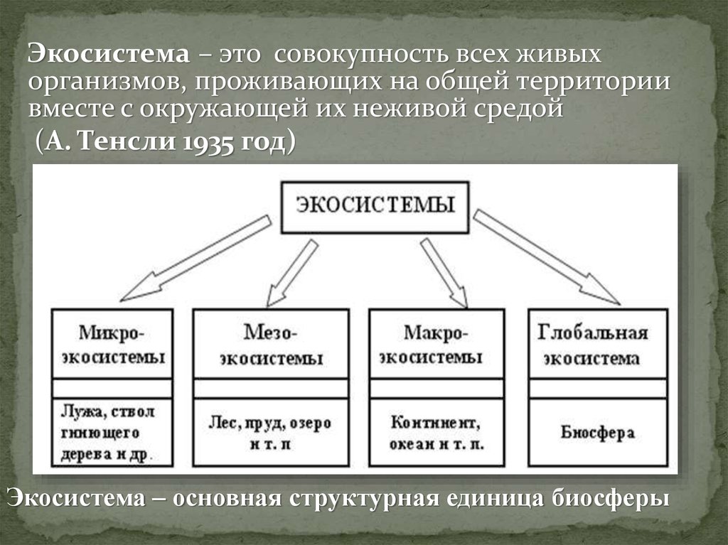 Экосистема презентация 8 класс